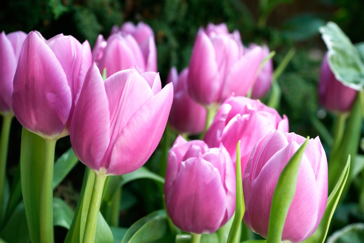 tulipany_1_0.png Tulipany