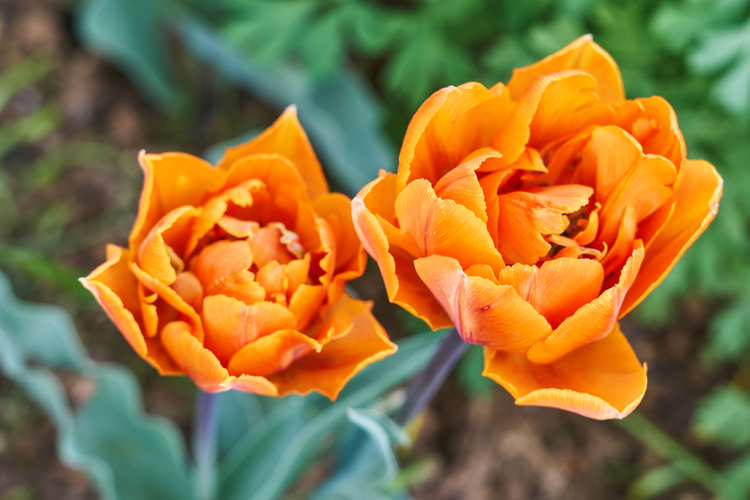 tulipany_2.png Tulipany