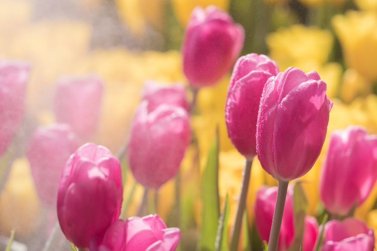 tulipany_3.png Tulipany