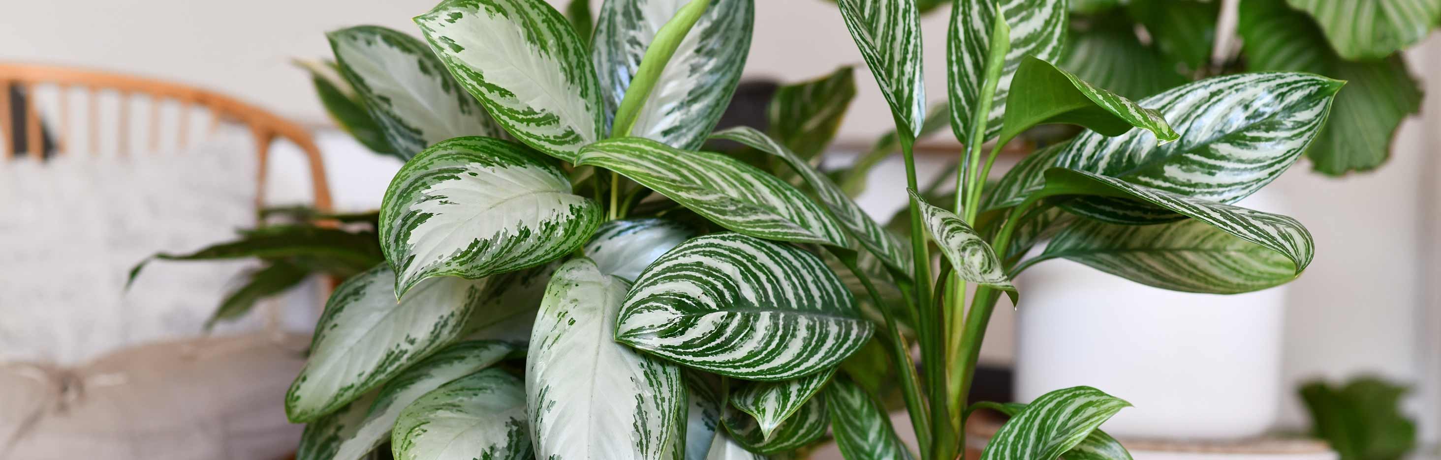 How to care for houseplants