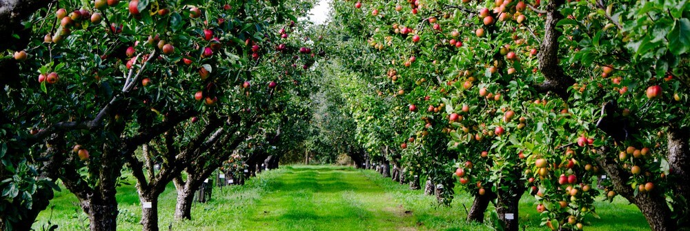 Pruning apple trees