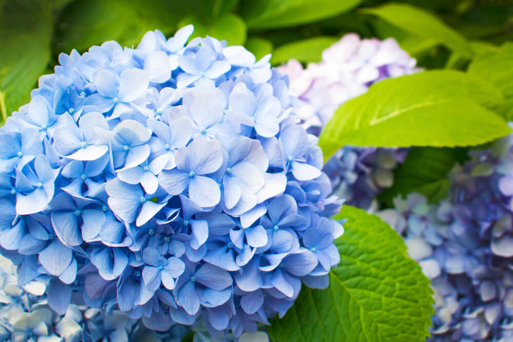 Growing types of hydrangea