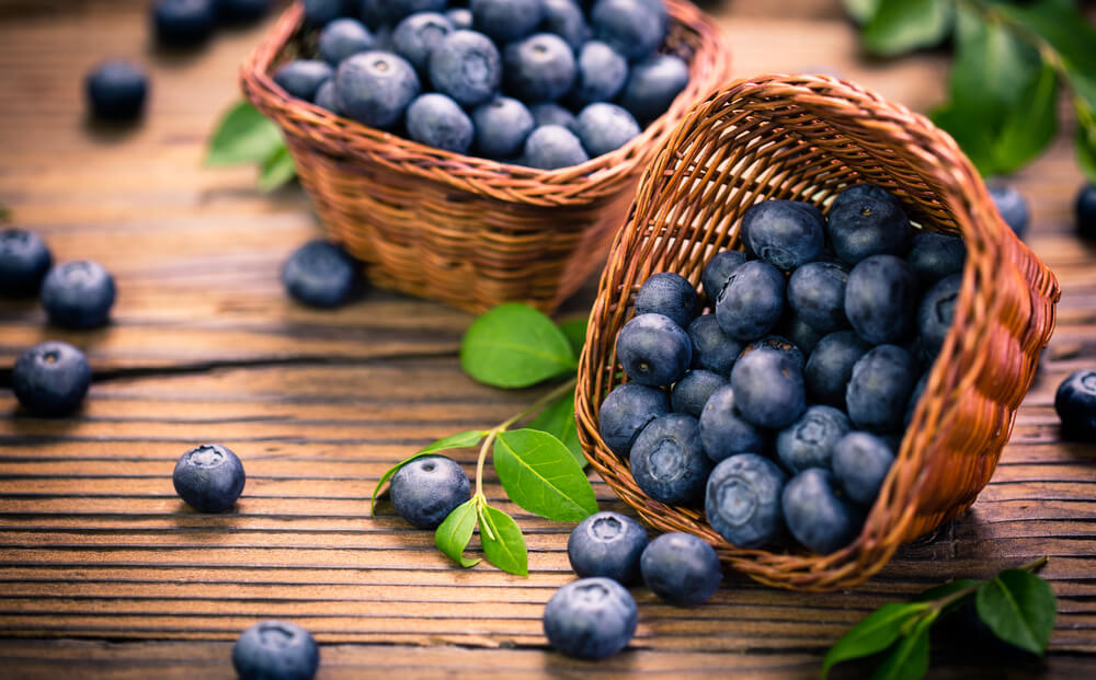 Harvesting blueberries