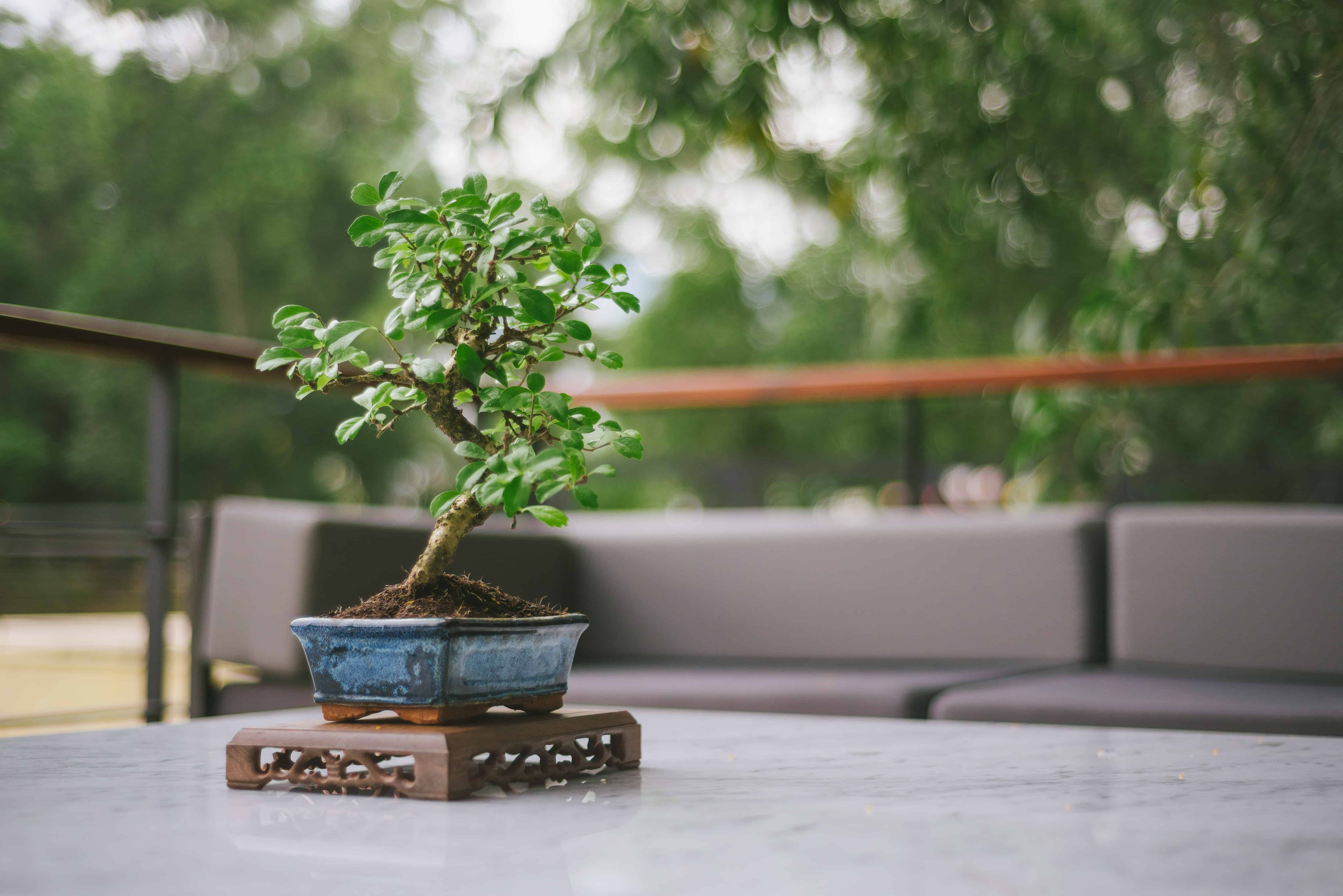Bonsai tree on a table
