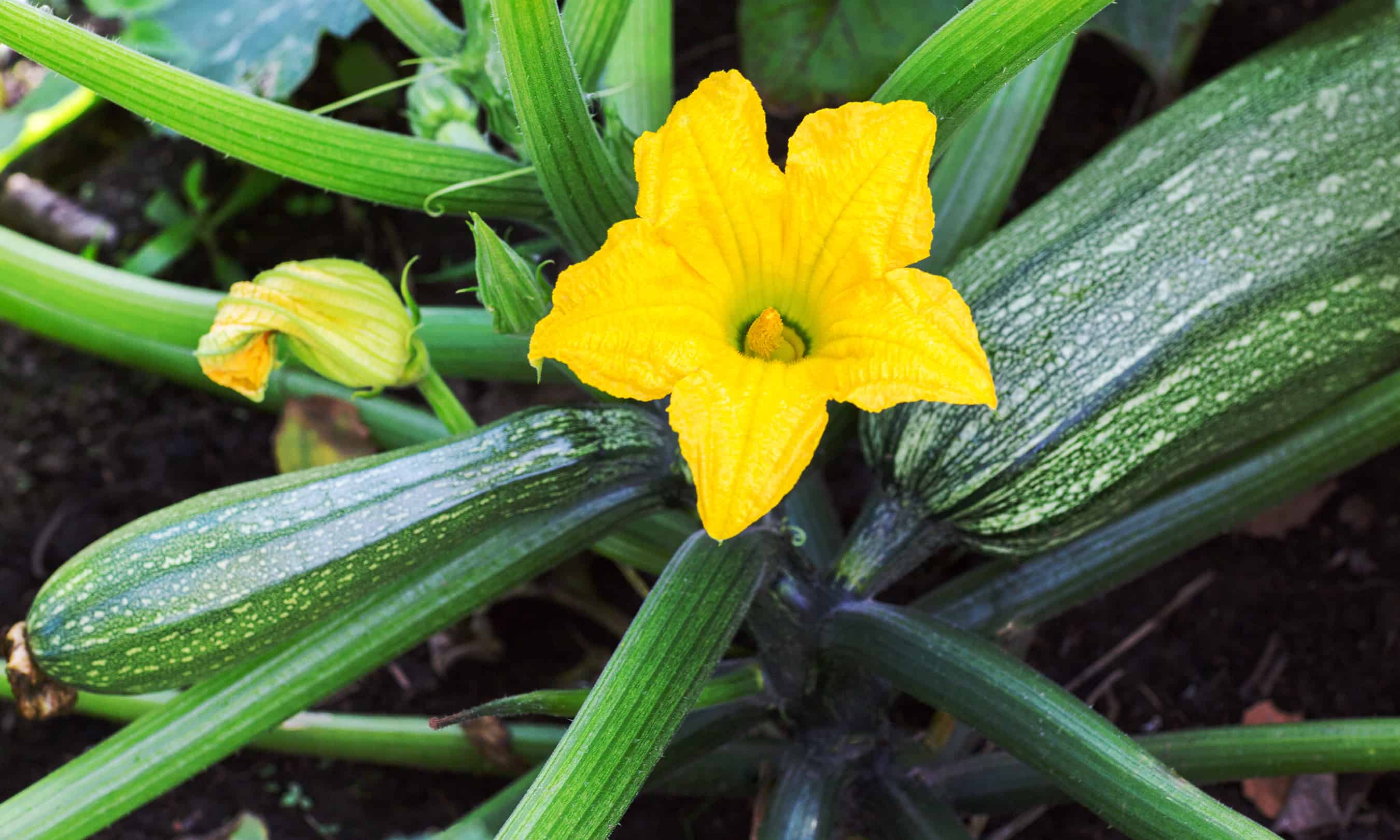 Courgettes with a yellow flower