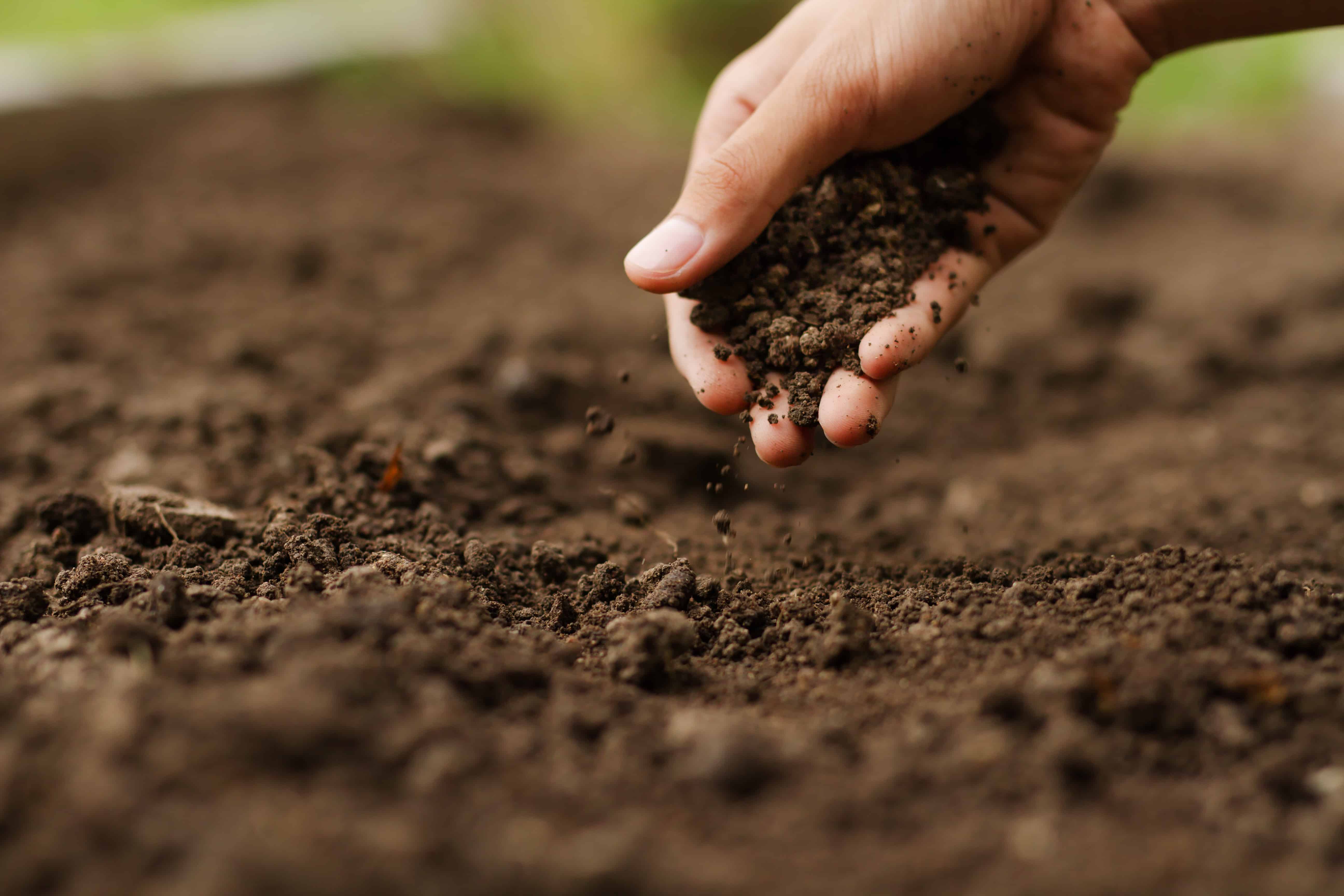 Farmer holding soil