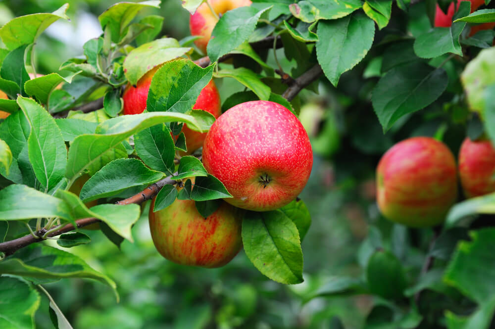 How and when to prune apple trees