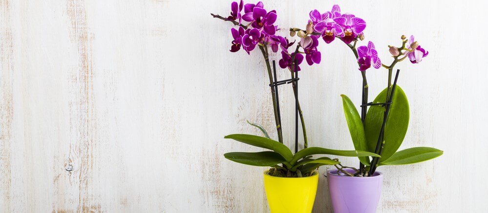 Caring for Orchids at home Caring for orchids at home