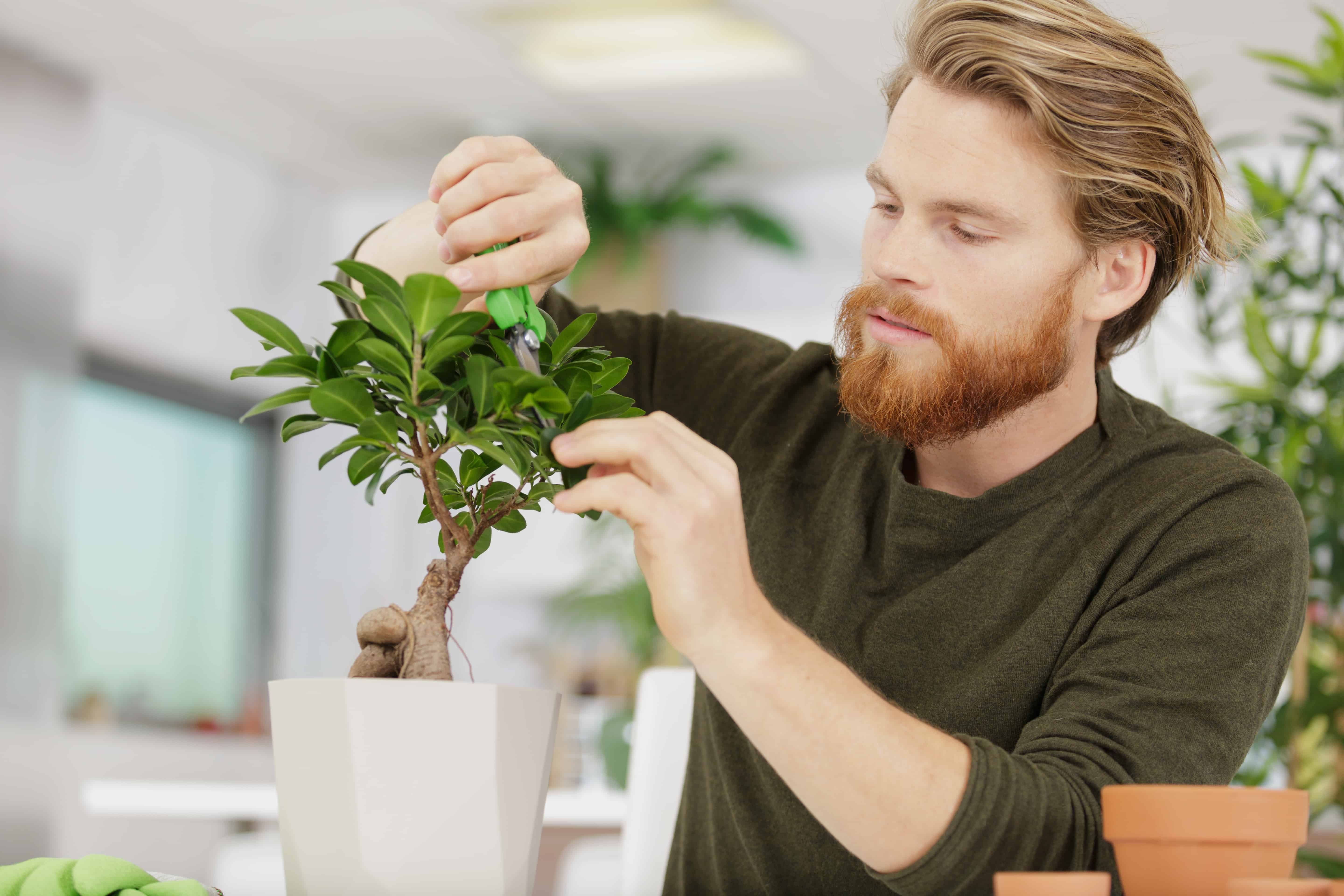 Indoor bonsai care