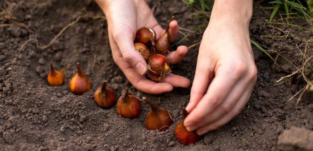 Planting bulbs 