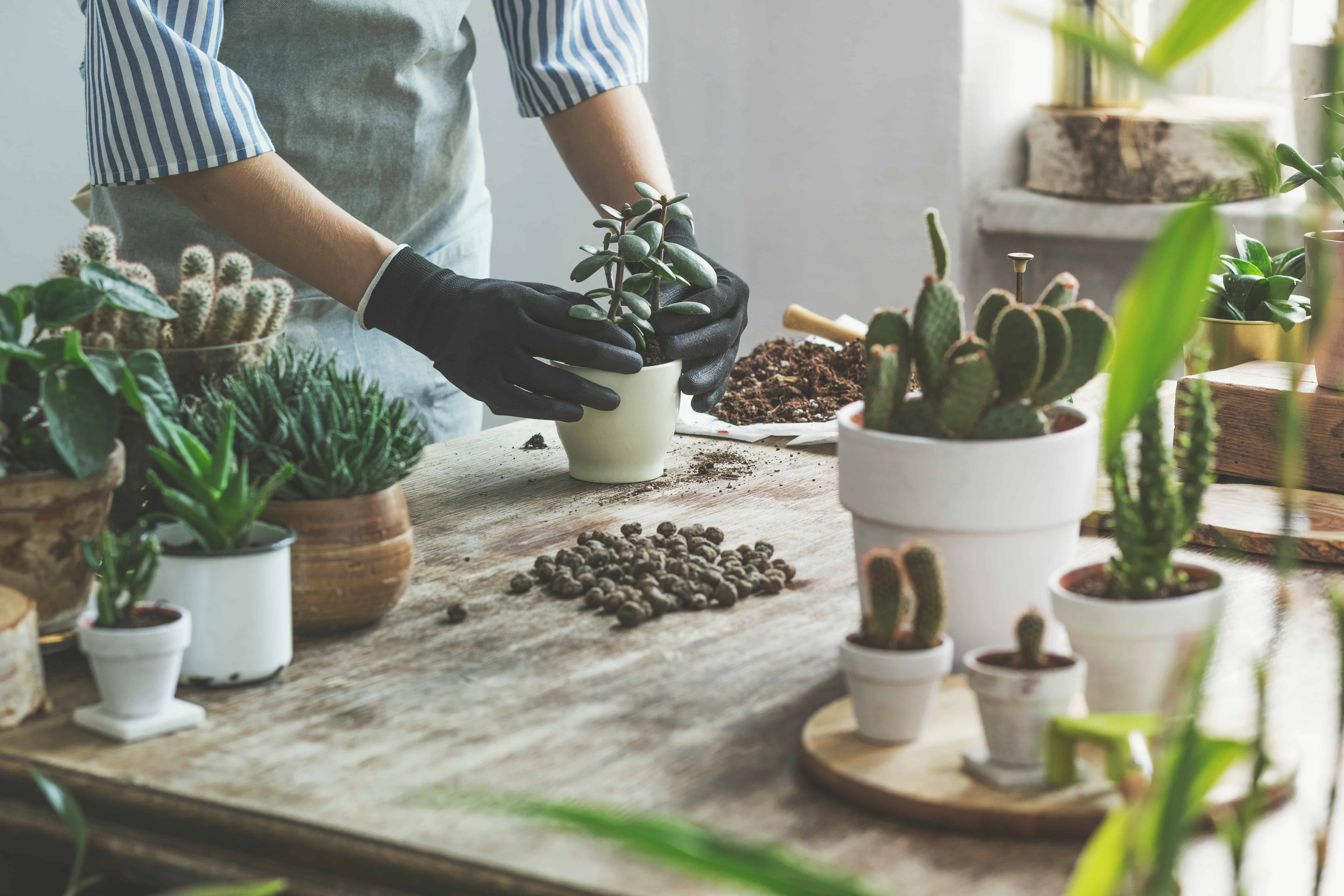 Woman potting cacti and succulents