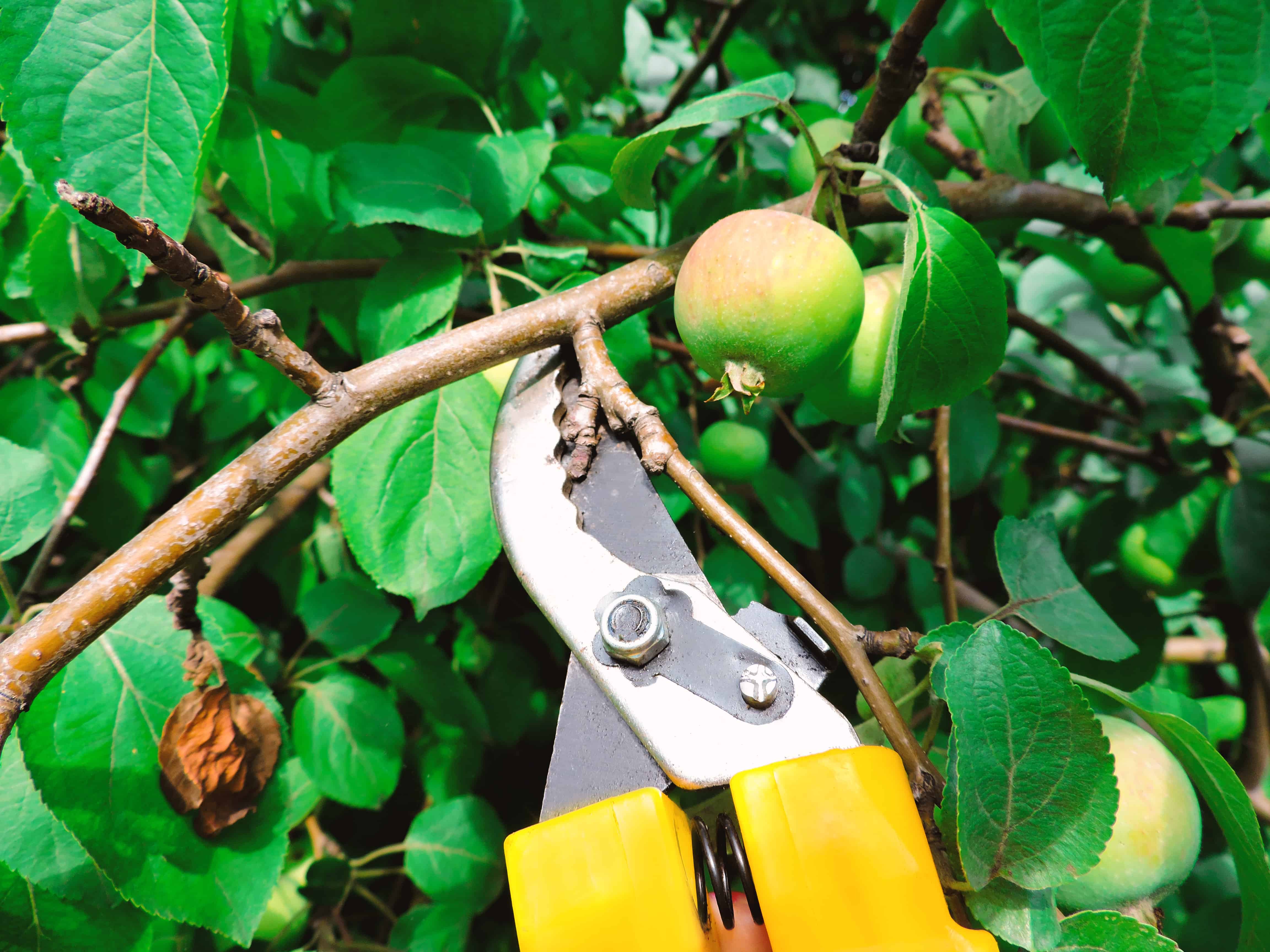 Apple tree being pruned