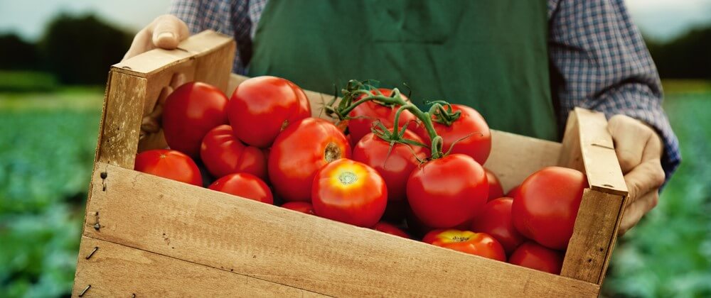 Where to grow tomatoes