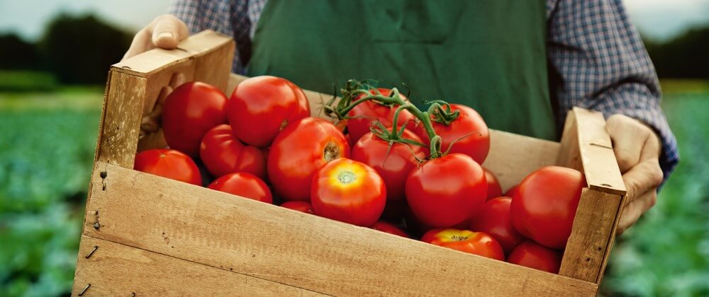 Tomatoes being harvested in a box