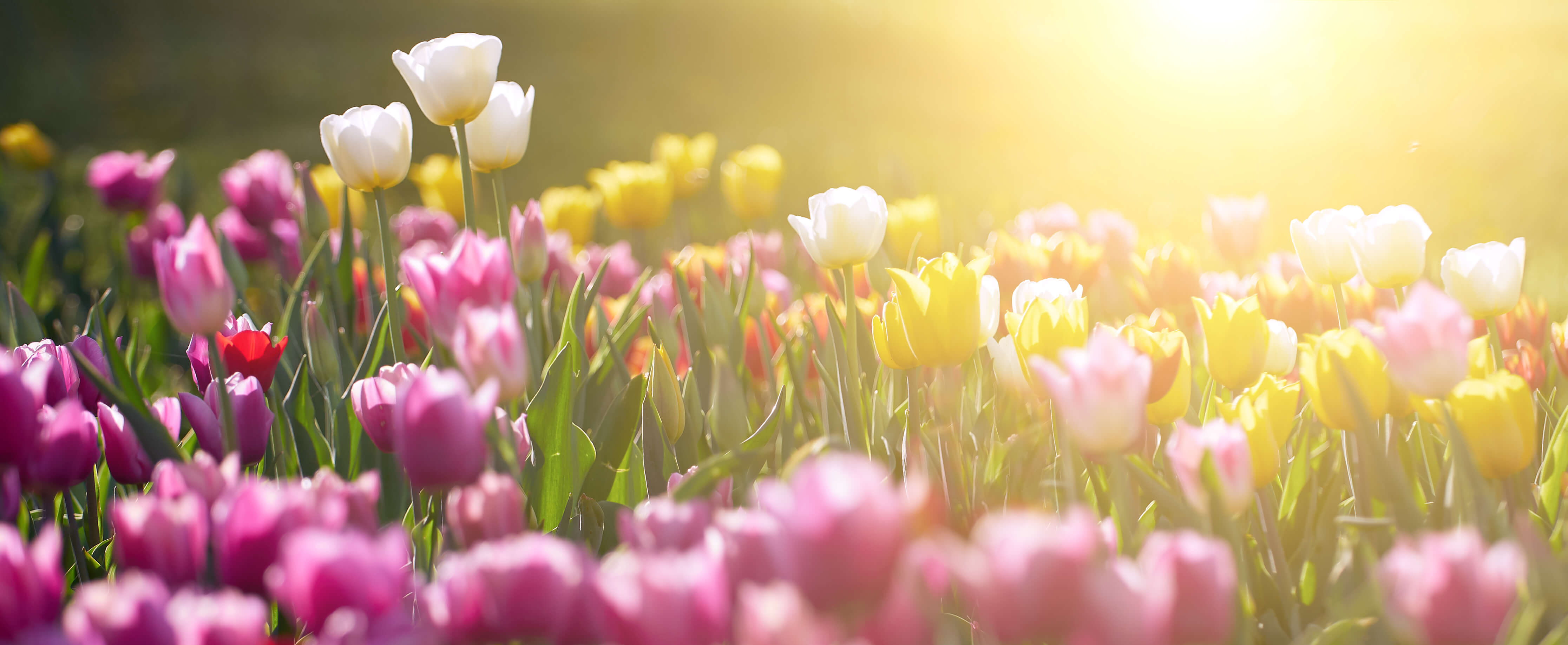 How and when to grow tulips