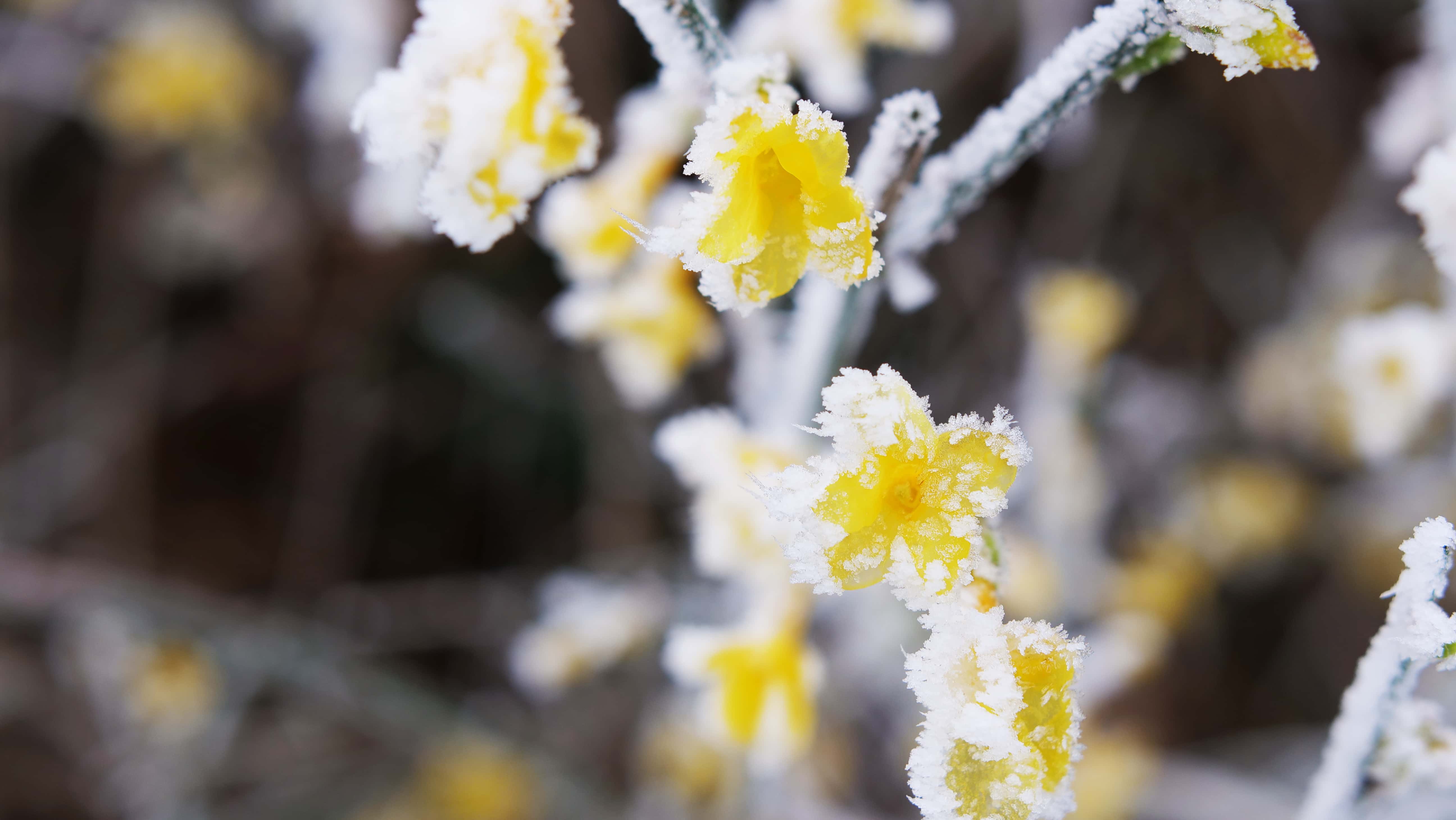 Winter Jasmine in Frost