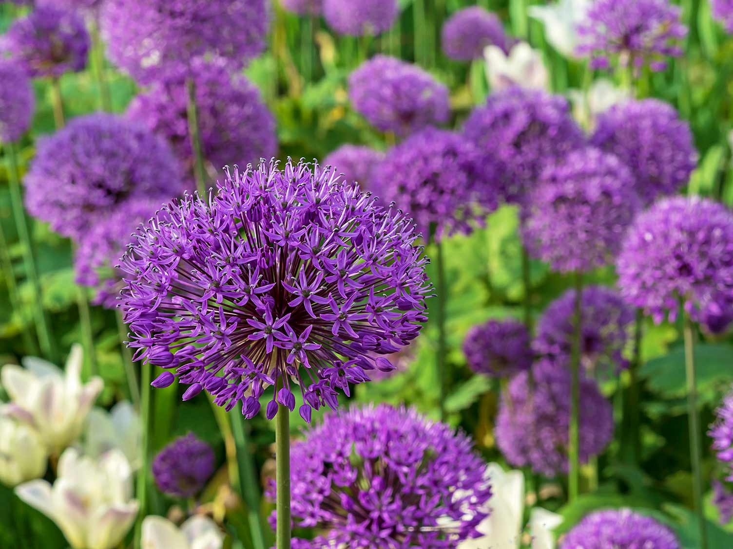 allium-giganteum-flowers.jpg Allium Giganteum flowers in bloom