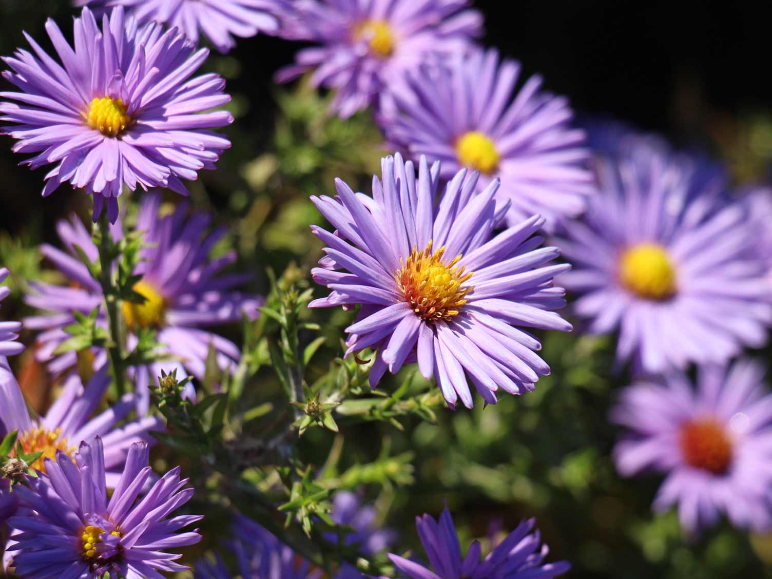 Asters flowering in autumn
