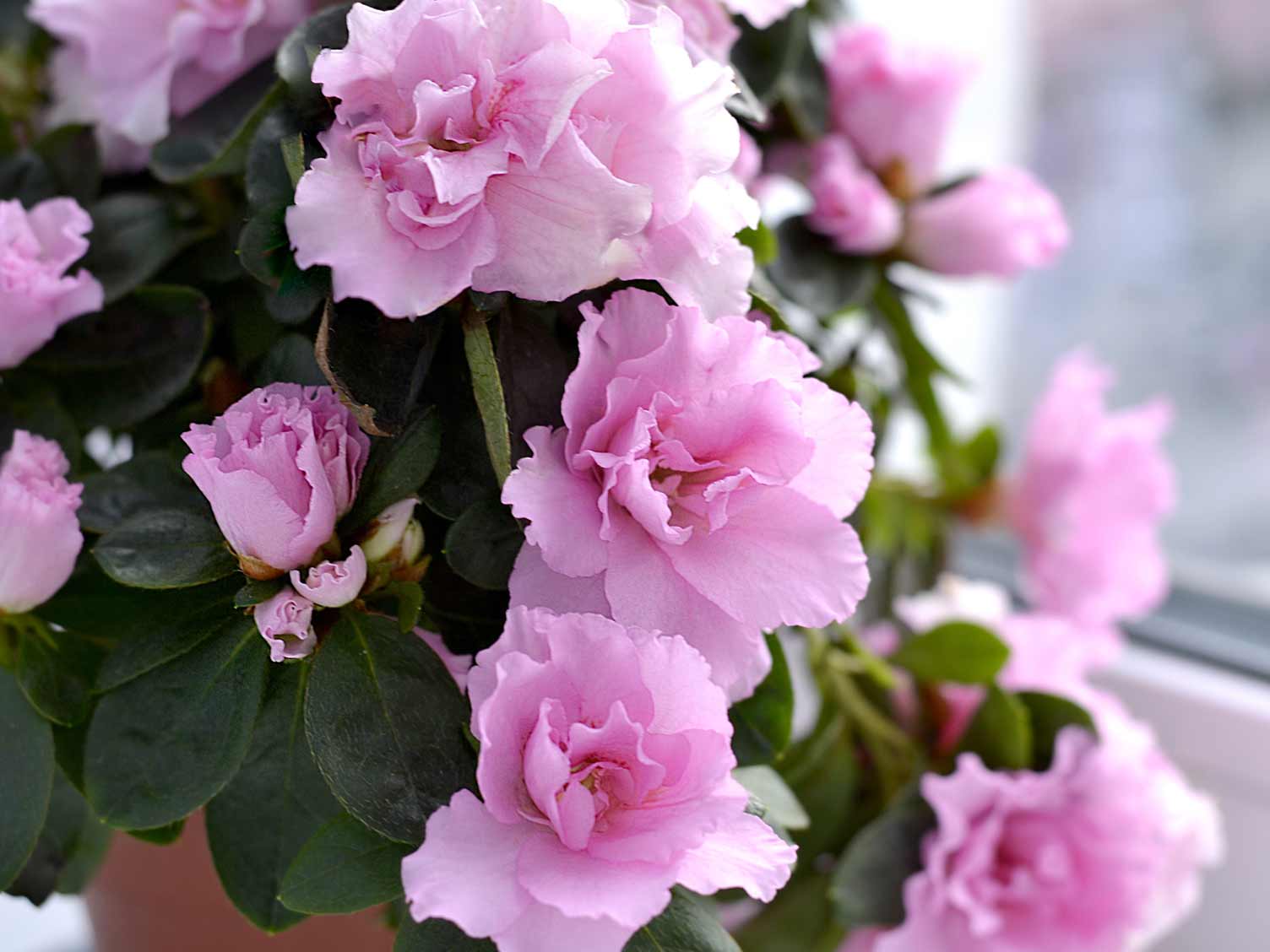 azalea-indoors.jpg Azalea houseplant
