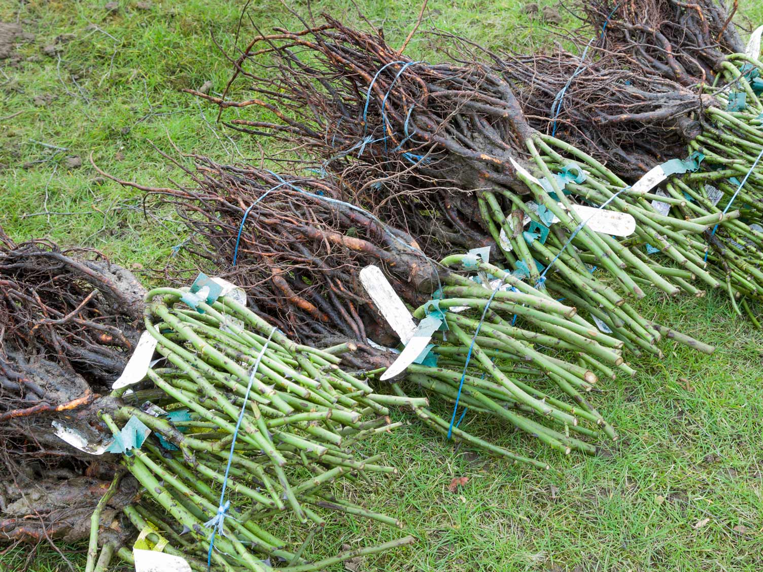 bare-root-rose-shrub-plants.jpg Bare-root rose plants ready for planting