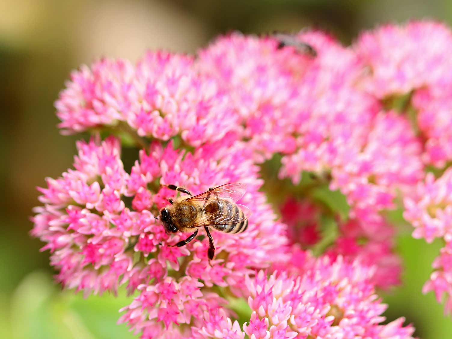 Bees love Sedum flowers