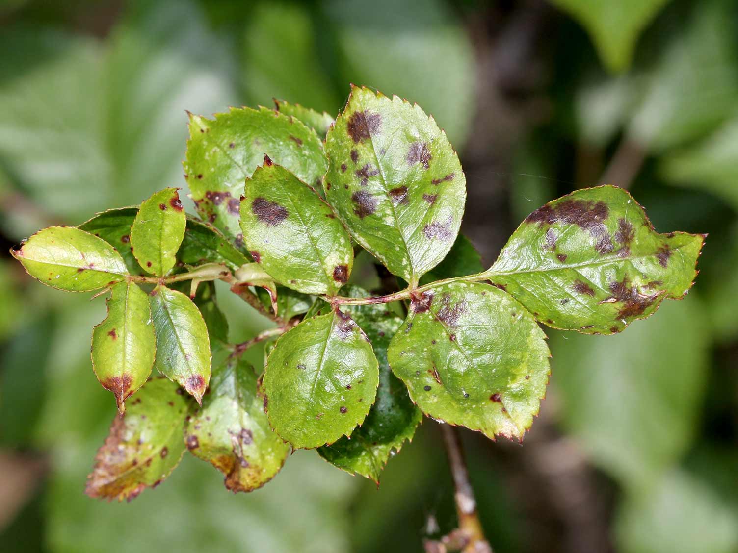 (Rose) Black spot treatment and control Love The Garden
