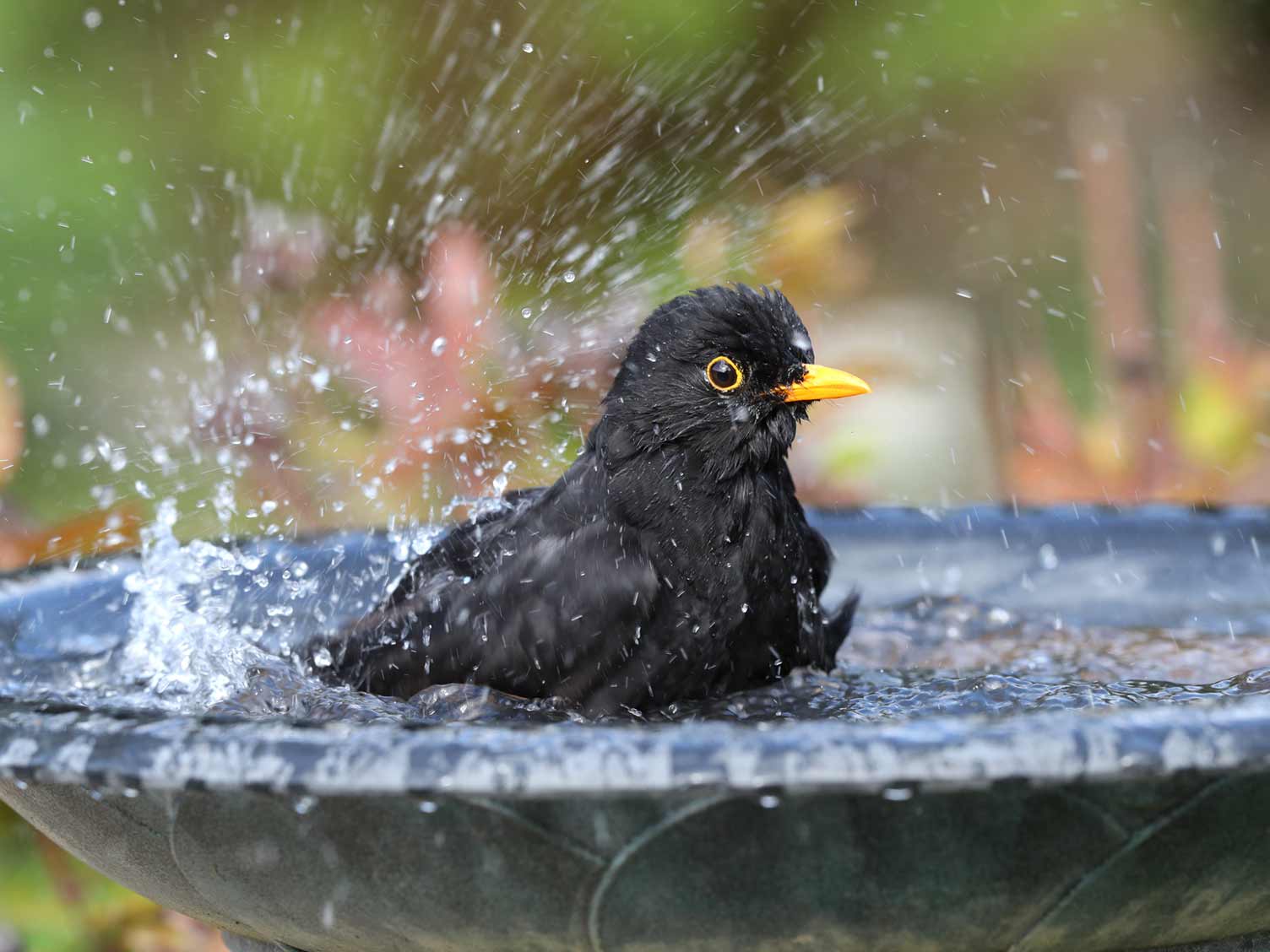 blackbird-enjoying-a-bird-bath.jpg Blackbird enjoying a bird bath