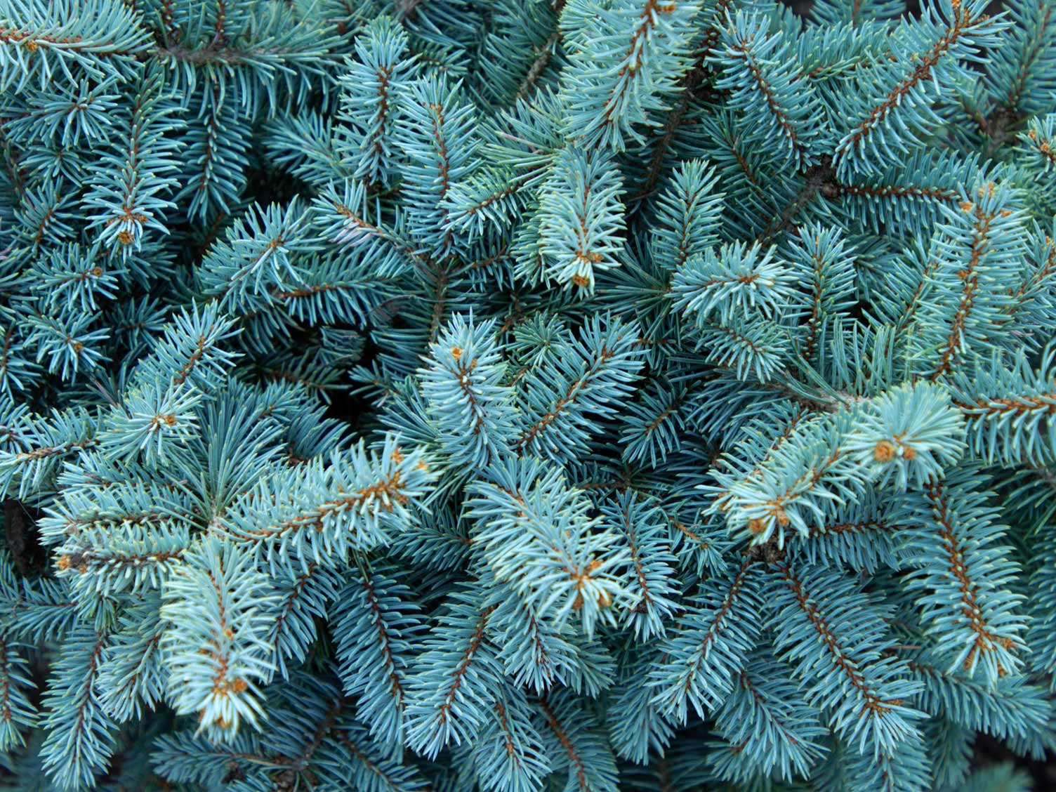 Blue Spruce closeup