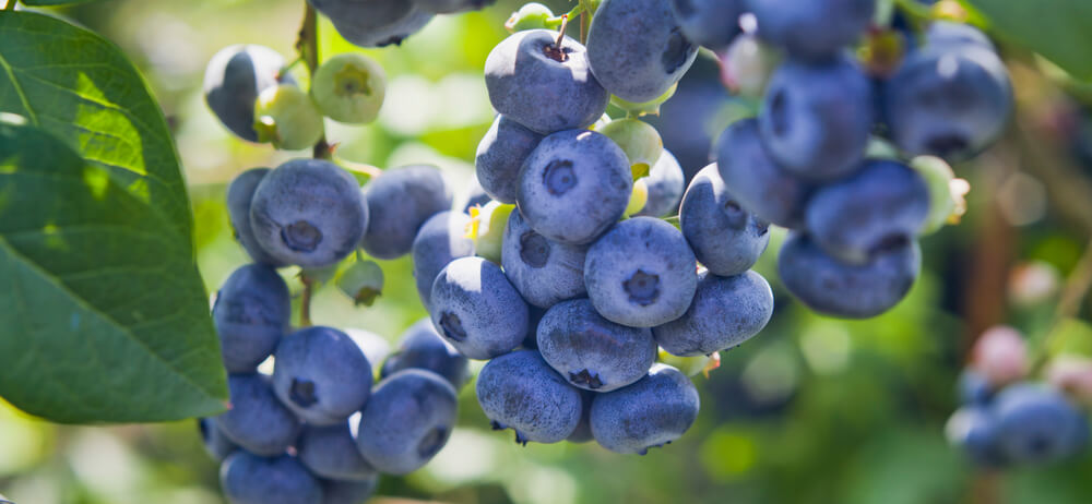 best blueberries to grow best blueberries to grow