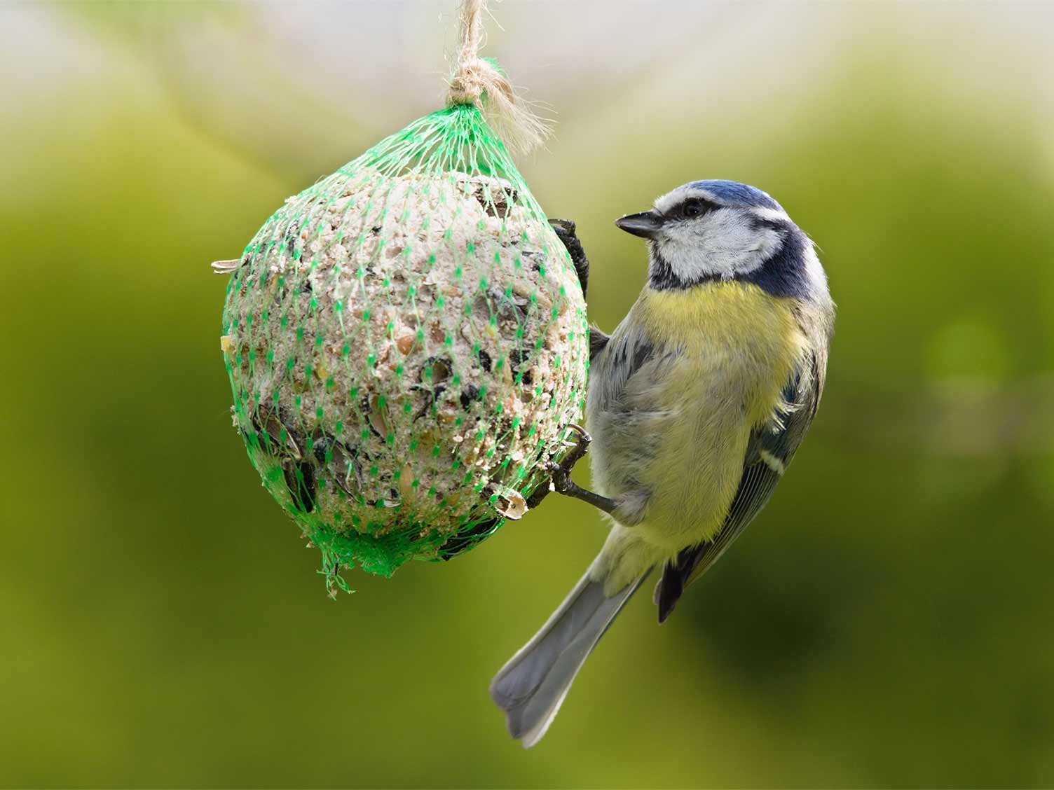 bluetit-feeding-on-fat-ball.jpg Bird feeding on a fat ball