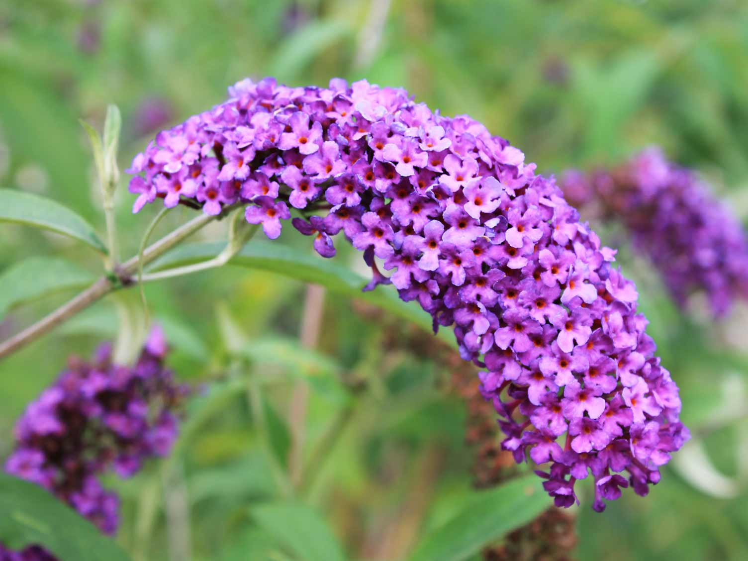 Image of Buddleia flowers close-up