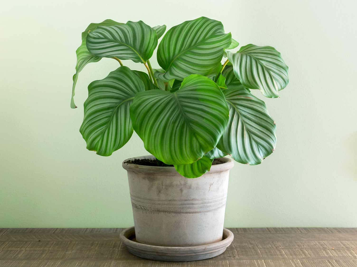 calathea-orbifolia-houseplant-in-pot.jpg Calathea Orbifolia Houseplant