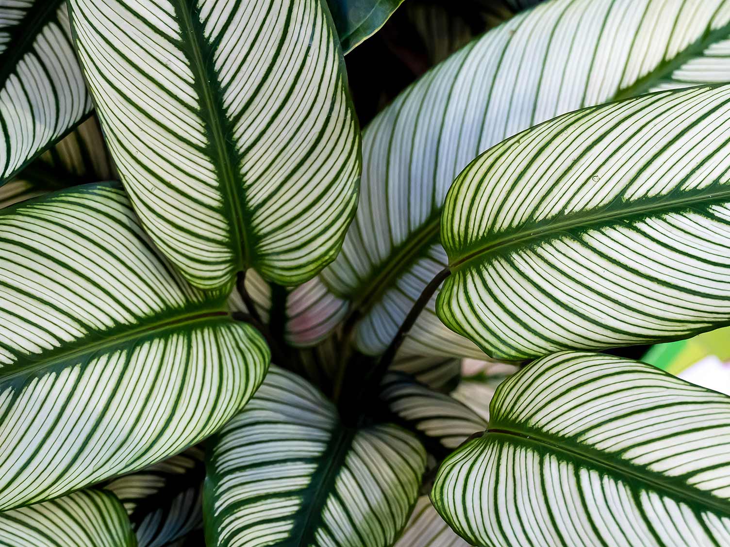 calathea-ornata-leaves-closeup.jpg Calathea Ornata Leaves Closeup