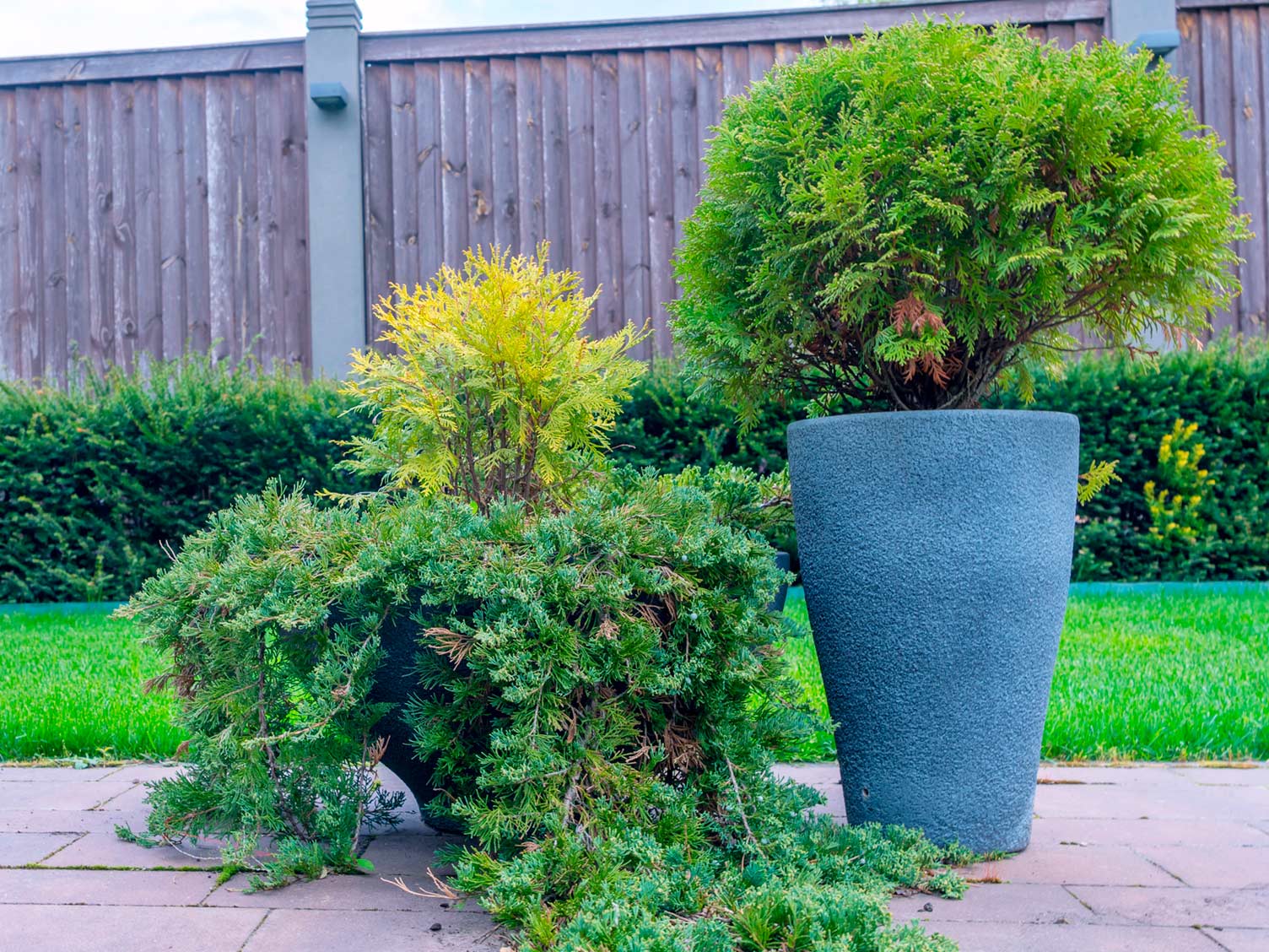 Evregreen plants in pots on patio Evergreen plants in pots