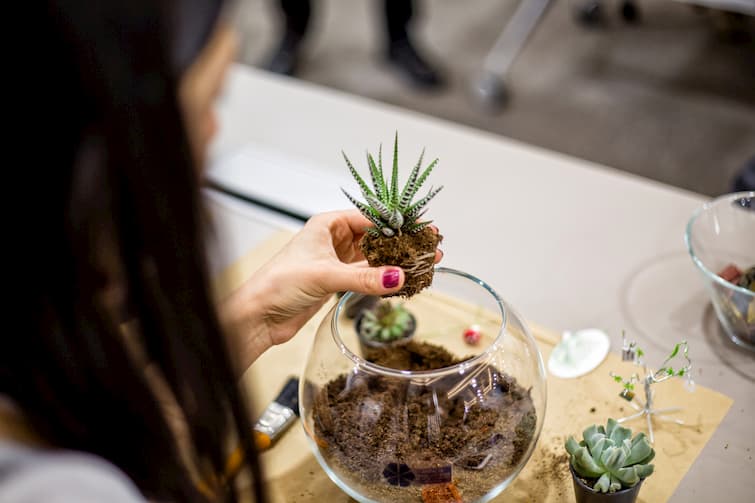 Create a Terrarium Create a Terrarium