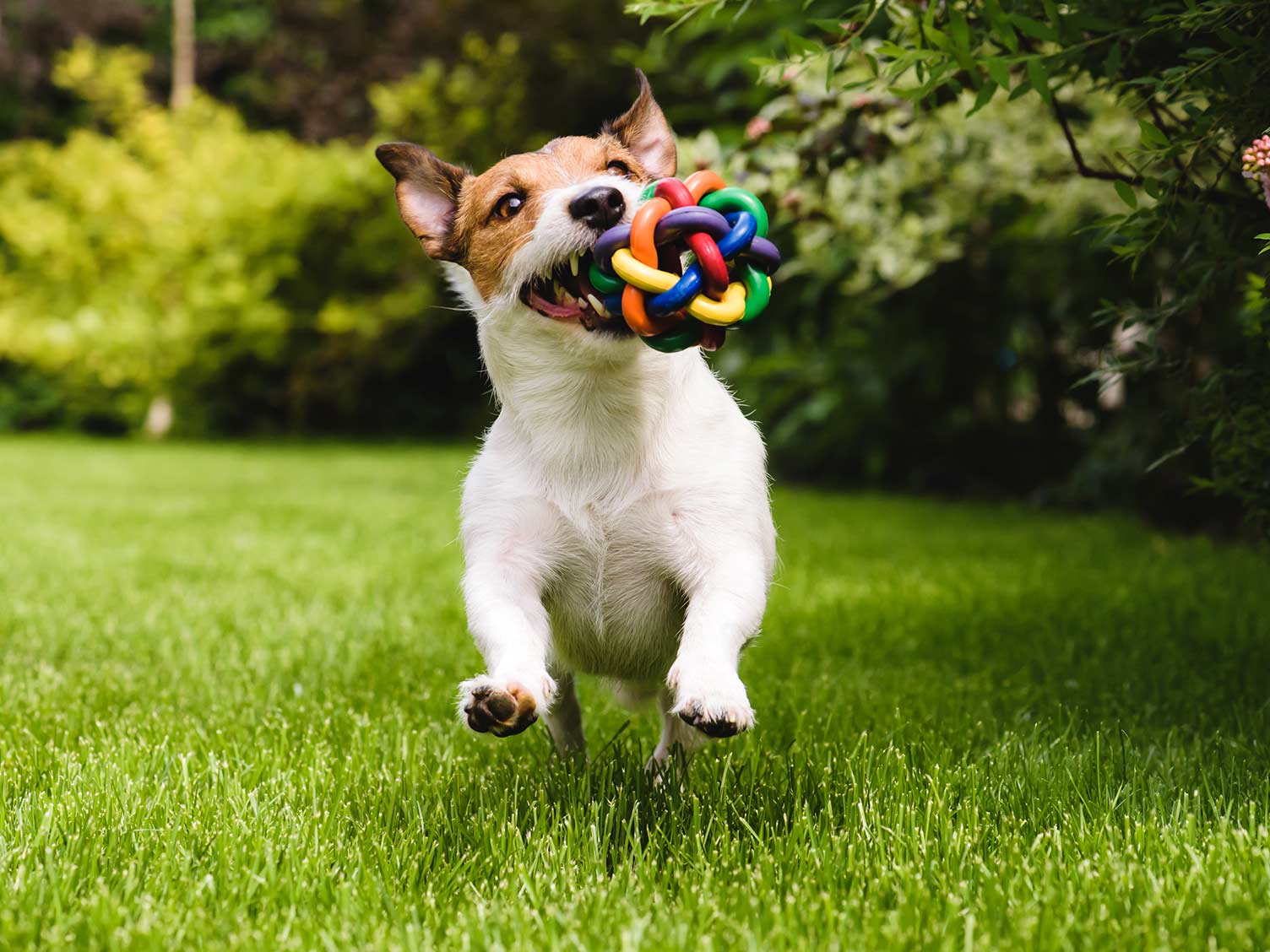 dog-on-lawn.jpg Dog playing on lawn