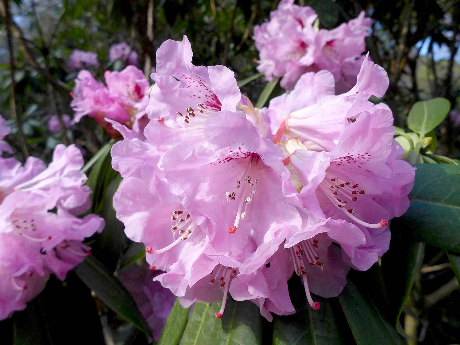 ericaceous-plants-need-a-more-acidic-plant-food.jpg Ercaceous plants need a more acidic plant food for best results
