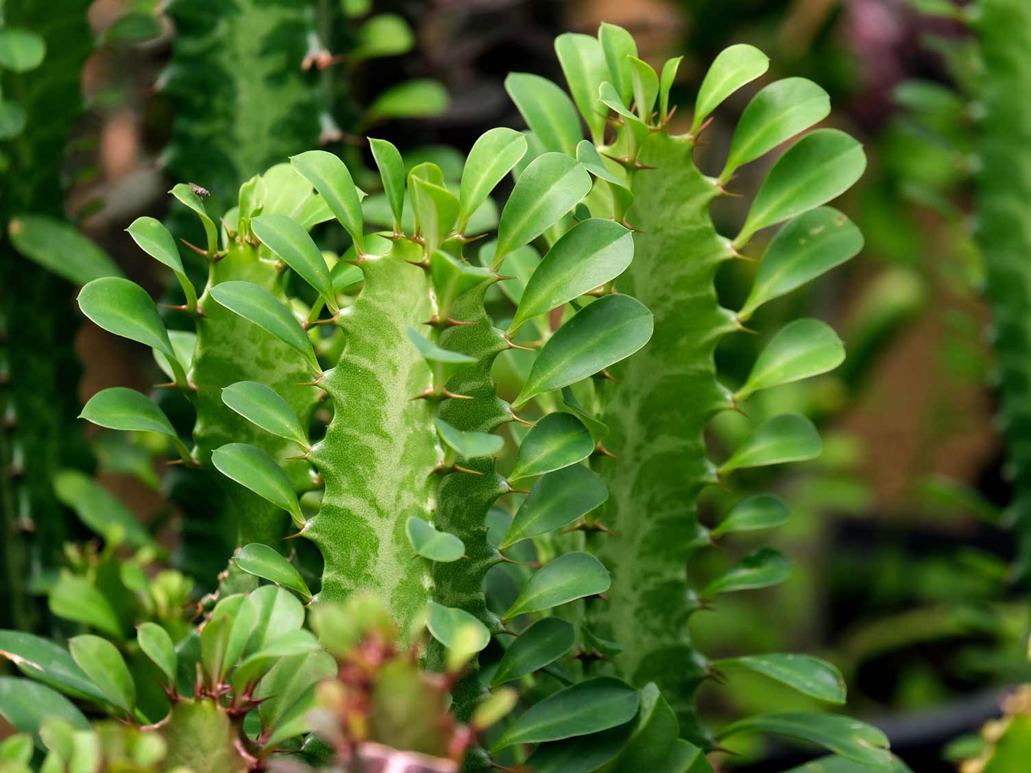 Euphorbia variety