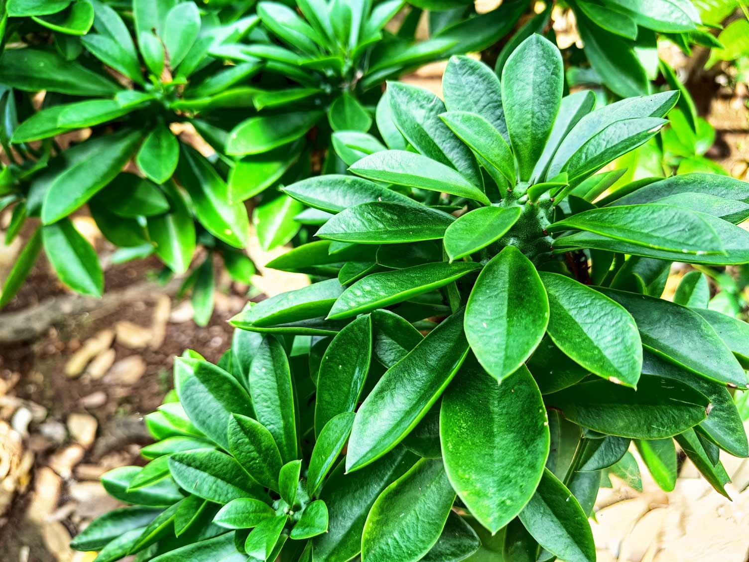 euphorbias-variety-2.jpg Euphoria variety