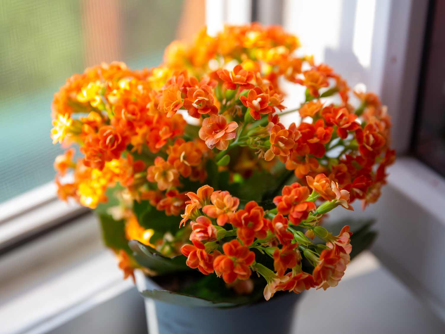 flaming-katy-indoors.jpg Kalanchoe (Flaming Katy)