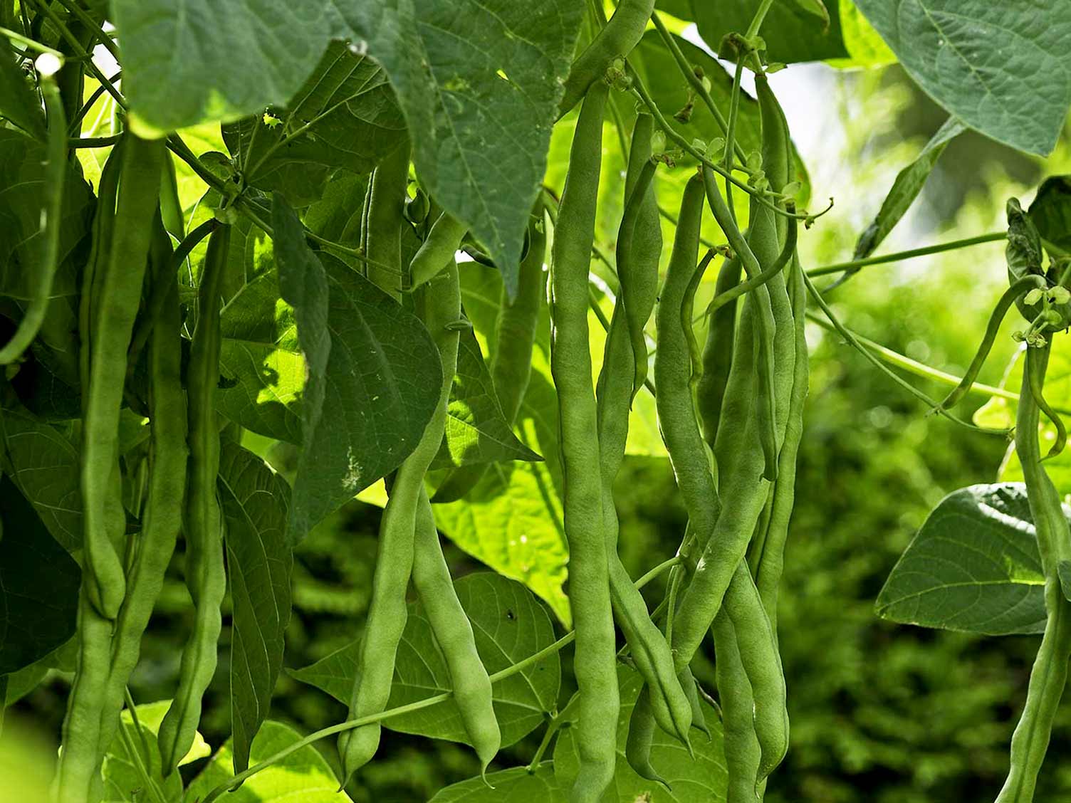 french-beans-growing.jpg French beans ready to harvest