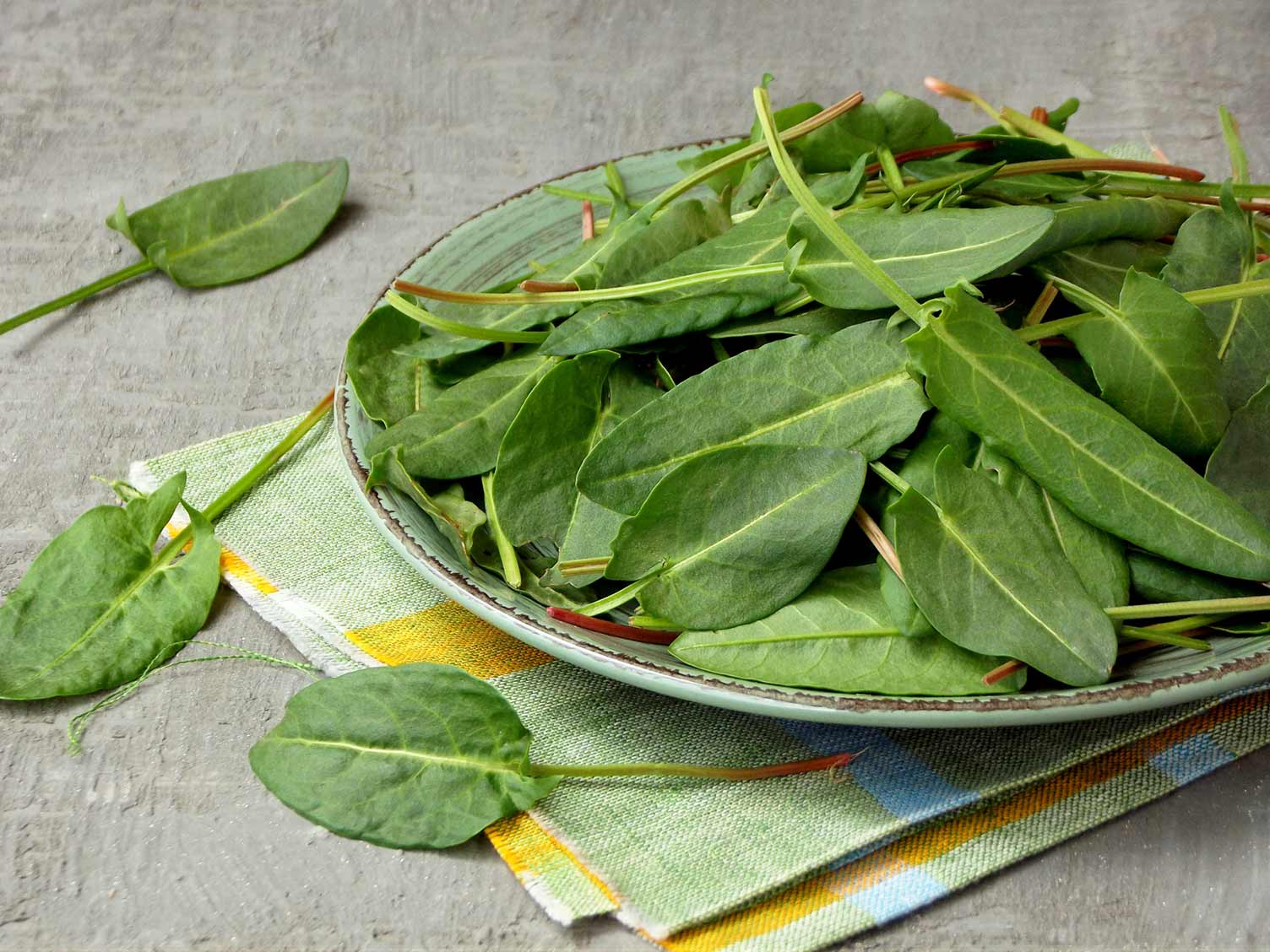 fresh-sorrel-leaves-harvested.jpg Freshly harvested sorrel leaves
