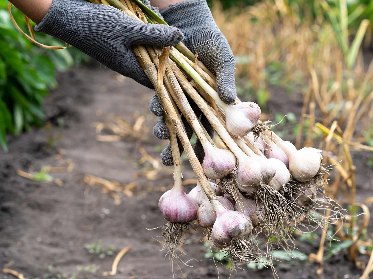garlic-harvesting.jpg Harvesting garlic