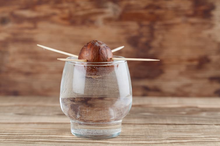 Grow your own Avocado Plant Grow your own Avocado Plant