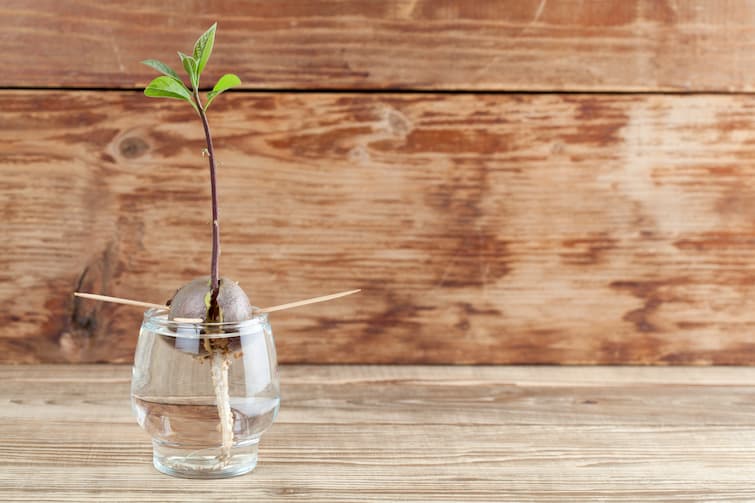 Grow your own Avocado Plant Grow your own Avocado Plant
