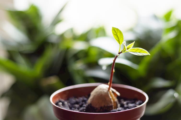 Grow your own Avocado Plant Grow your own Avocado Plant
