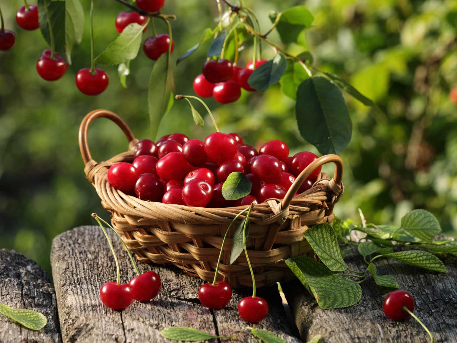 Harvest of homegrown cherries