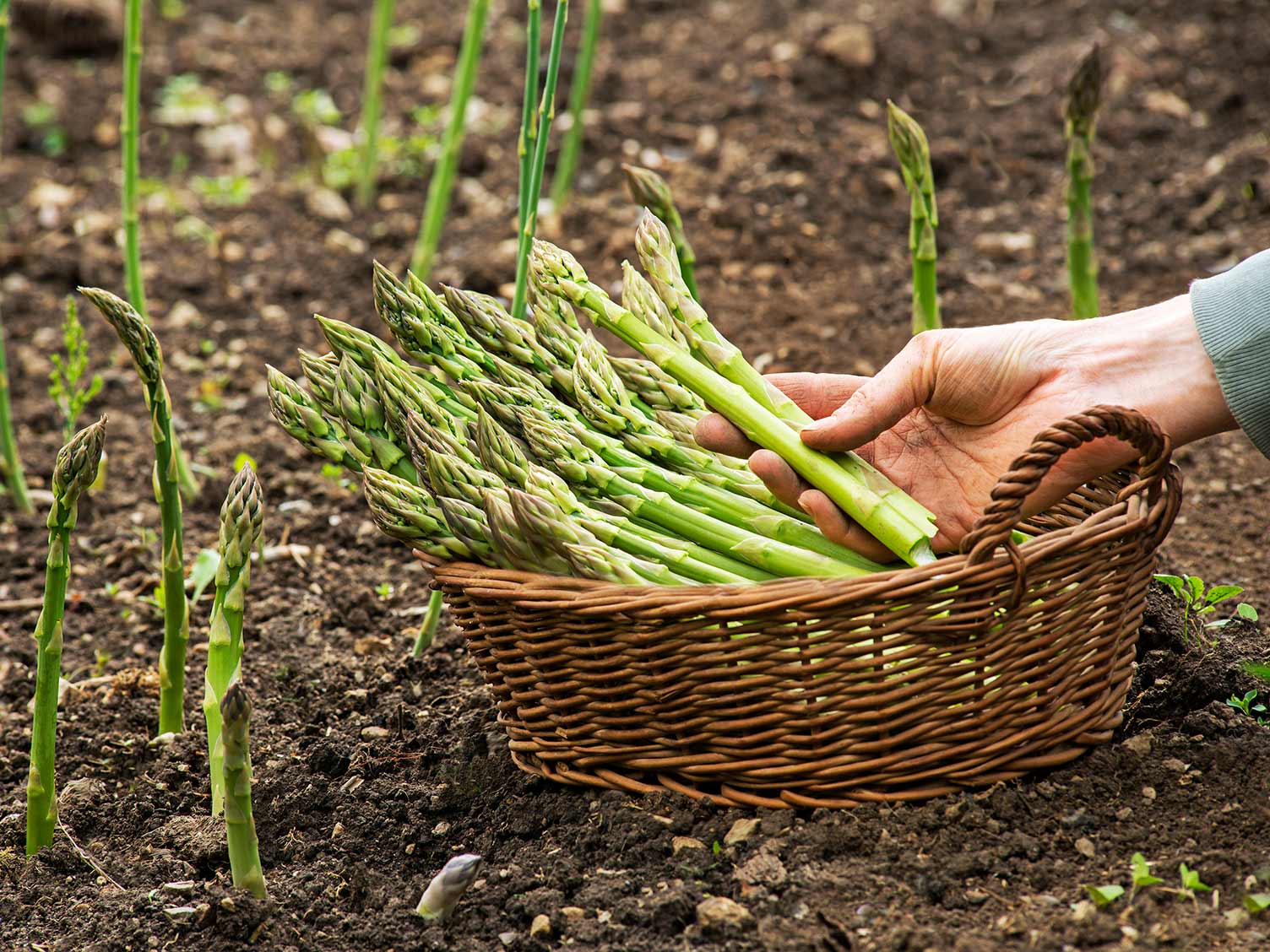 harvesting-aspagus-june.jpg Picking asparagus in June