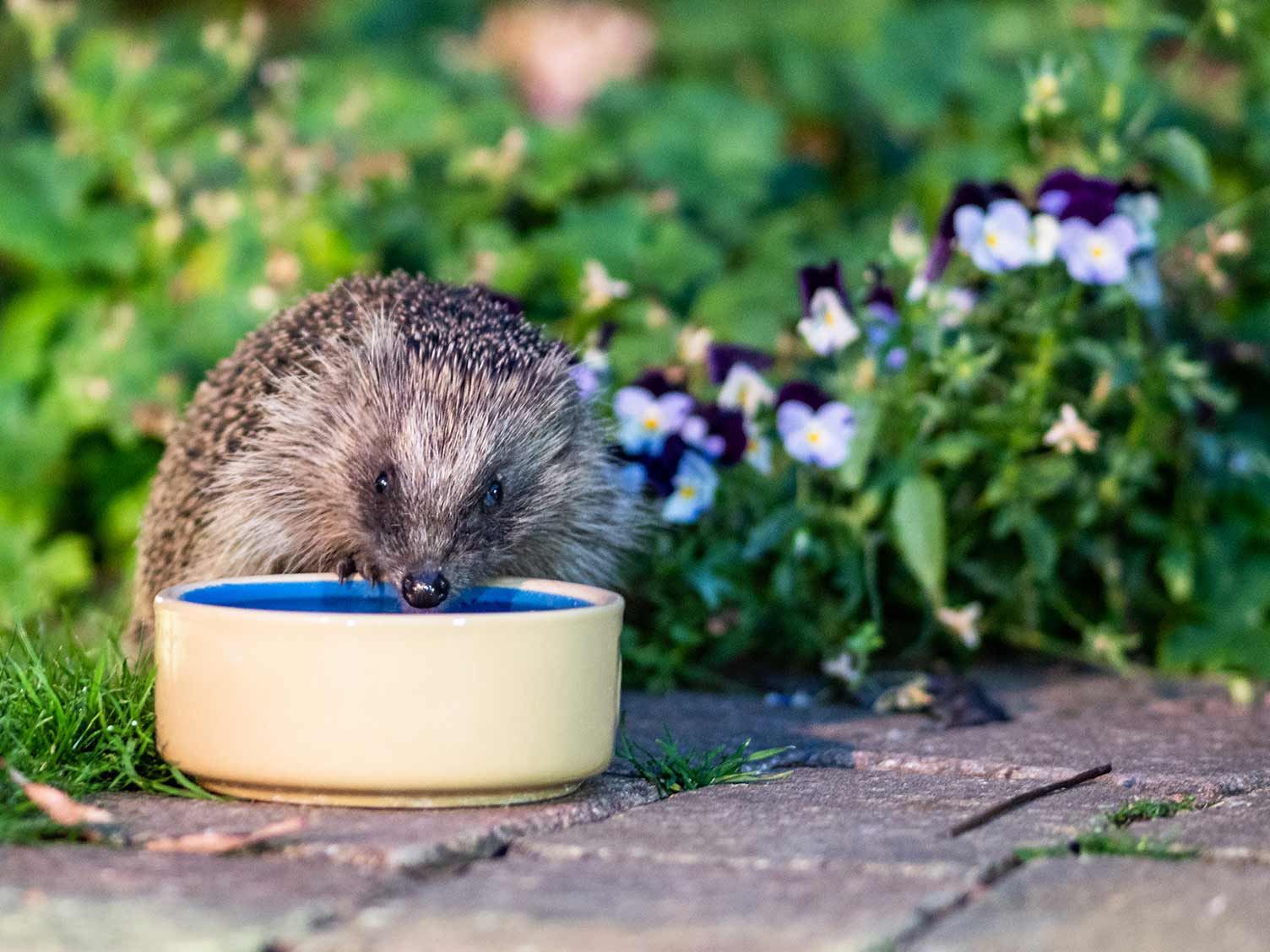 hedgehog-drinking-from-a-bowl.jpg Water in the garden | David Domoney | Miracle Gro