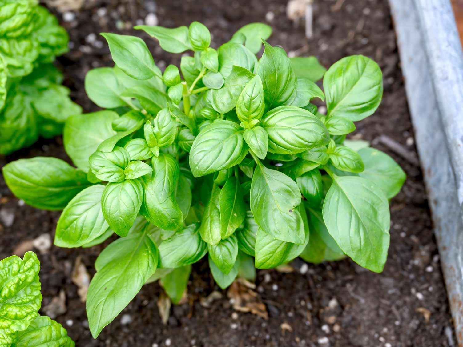 herb-closeup-basil.jpg Basil